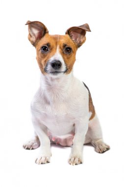 Portre Jack Russell Terrier, önünde oturan, izole beyaz arka plan