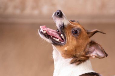 yan görünüm Portre Jack Russell Terrier, önünde duran, kahverengi arka plan
