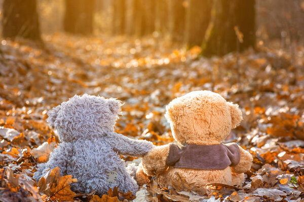 couple of teddy bears sits back on fallen autumn leaves and looking on sunlight