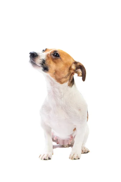 Retrato Jack Russell Terrier, sentado na frente, fundo branco isolado — Fotografia de Stock