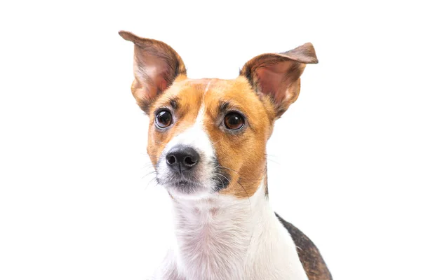 Nahaufnahme Porträt Jack Russell Terrier, vorne stehend, isolierter weißer Hintergrund — Stockfoto