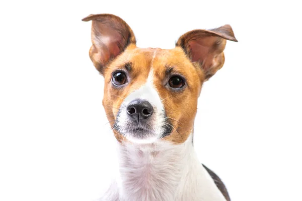 Closeup Retrato Jack Russell Terrier, em pé na frente, isolado fundo branco — Fotografia de Stock