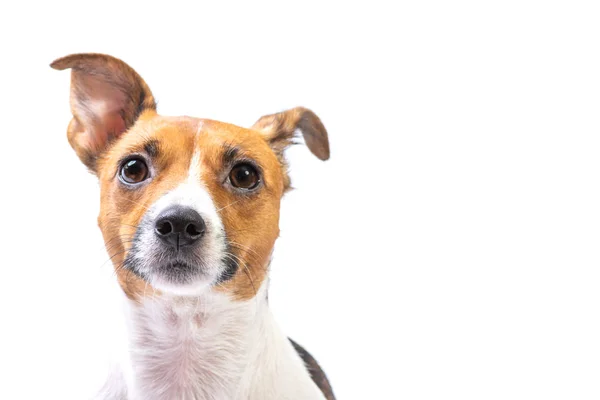 Closeup Portrait Jack Russell Terrier ยืนอยู่ด้านหน้า พื้นหลังสีขาวโดดเดี่ยว — ภาพถ่ายสต็อก