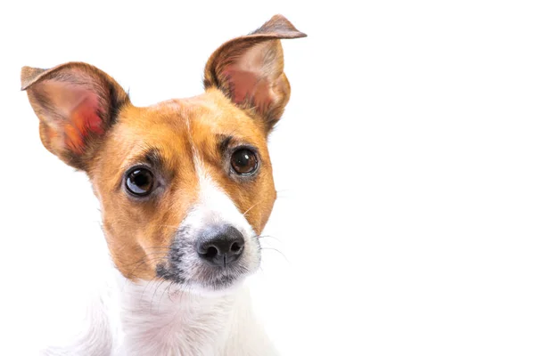 Primer plano Retrato Jack Russell Terrier, de pie delante, fondo blanco aislado — Foto de Stock