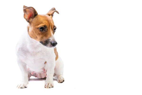 Retrato confuso Jack Russell Terrier, em pé na frente, isolado fundo branco — Fotografia de Stock