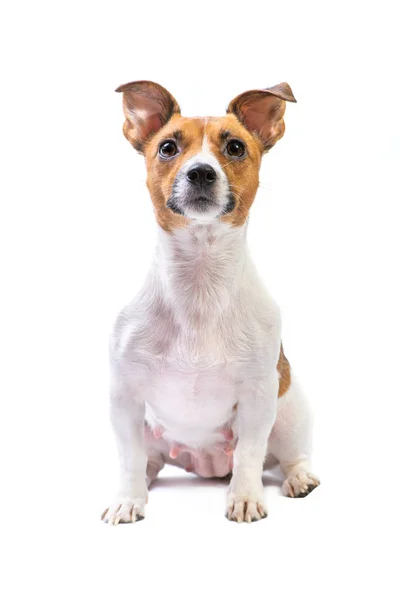 Retrato Jack Russell Terrier, sentado delante, fondo blanco aislado — Foto de Stock