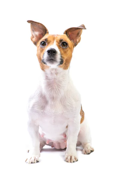 Porträtt Jack Russell Terrier, sittande framför, isolerad vit bakgrund — Stockfoto