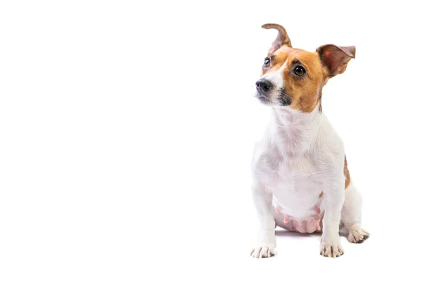 Retrato Jack Russell Terrier, de pie delante, fondo blanco aislado — Foto de Stock