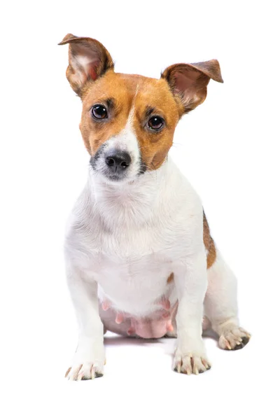 Retrato Jack Russell Terrier, sentado delante, fondo blanco aislado — Foto de Stock