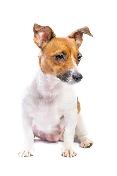 Retrato Jack Russell Terrier, sentado delante, fondo blanco aislado — Foto de Stock