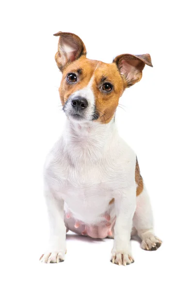Retrato Jack Russell Terrier, sentado delante, fondo blanco aislado — Foto de Stock