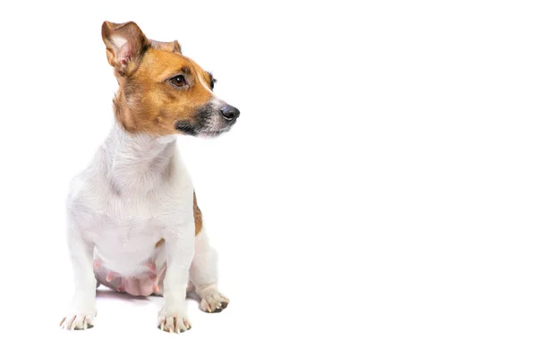 Retrato Jack Russell Terrier, sentado na frente, fundo branco isolado — Fotografia de Stock