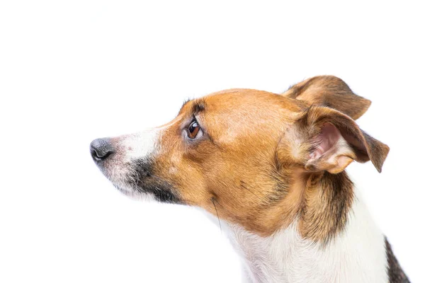 Vista lateral Retrato Jack Russell Terrier, de pie delante, fondo blanco aislado — Foto de Stock
