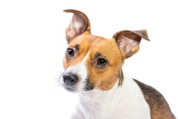 Närbild porträtt Jack Russell Terrier, stående framför, isolerad vit bakgrund — Stockfoto