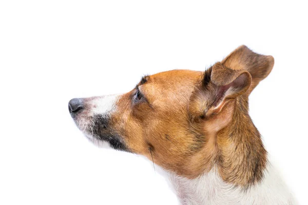 Vista lateral Retrato Jack Russell Terrier, em pé na frente, isolado fundo branco — Fotografia de Stock