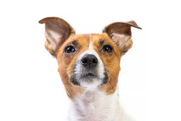 Closeup Retrato Jack Russell Terrier, em pé na frente, isolar — Fotografia de Stock