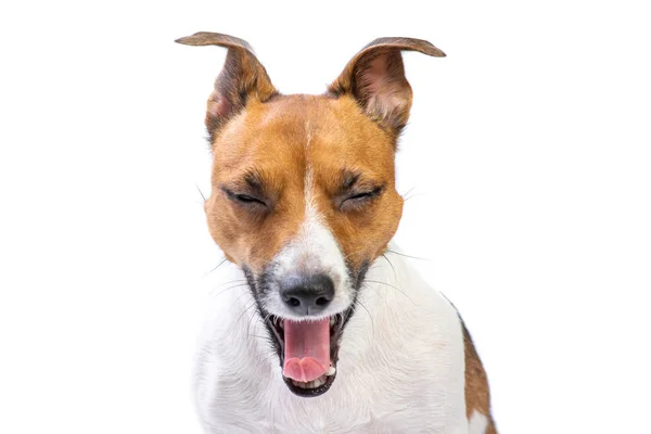 Closeup bocejos engraçado Retrato Jack Russell Terrier, de pé na frente, isolado fundo branco — Fotografia de Stock