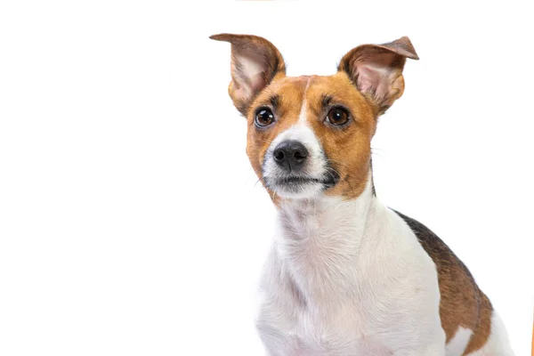 Primer plano Retrato Jack Russell Terrier, de pie delante, fondo blanco aislado — Foto de Stock