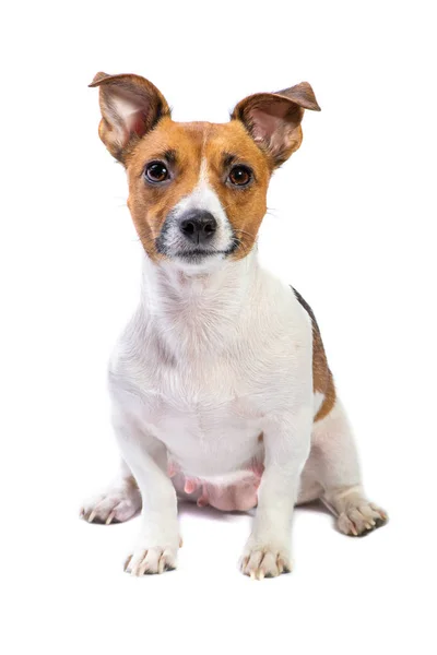 Retrato Jack Russell Terrier, sentado delante, fondo blanco aislado — Foto de Stock