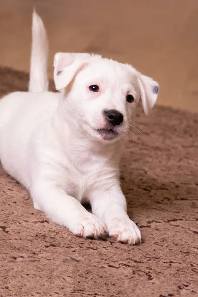 肖像画の白い子犬ジャックラッセルテリアは、正面に横たわって、茶色の背景 — ストック写真