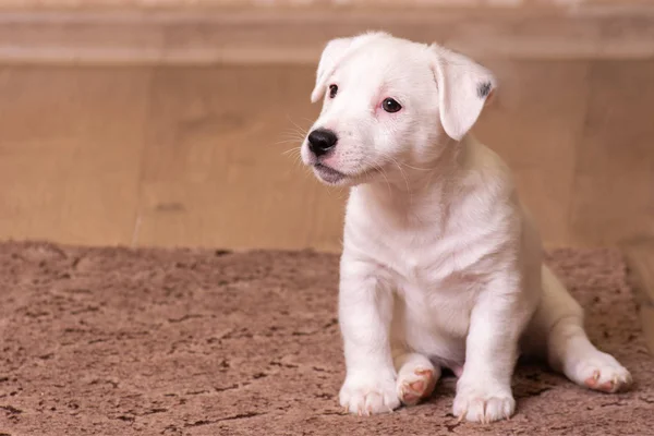 Retrato cachorro branco Jack Russell Terrier, sentado na frente, fundo marrom — Fotografia de Stock