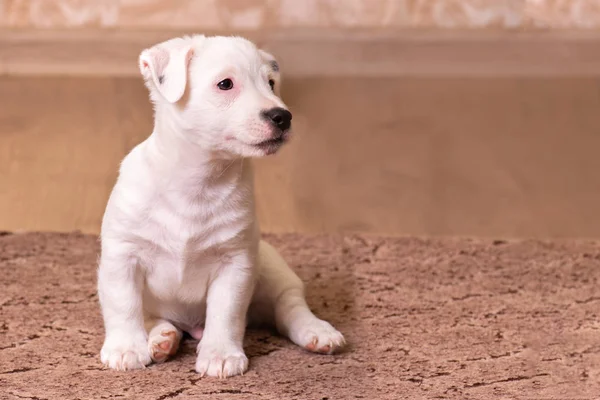 Retrato cachorro branco Jack Russell Terrier, sentado na frente, bro — Fotografia de Stock