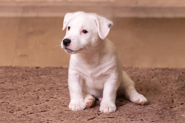 Porträt weißer Welpe Jack Russell Terrier, vorne sitzend, brauner Hintergrund — Stockfoto