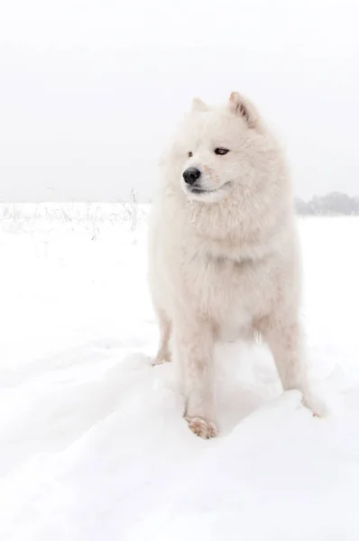 Sittande lycklig Siberian samojed Husky spelar i Park på Winter Park — Stockfoto