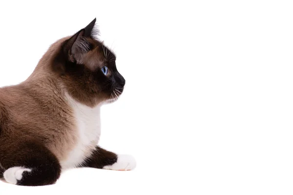 Nahaufnahme Porträt braune Schneeschuh siamesische Katze liegt auf dem Boden, Seitenansicht. isoliert auf weiß — Stockfoto