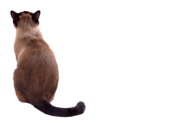 Portre kahverengi kar ayakkabısı Siyam kedi kameraya geri bir katta oturan. Beyaz üzerine izole