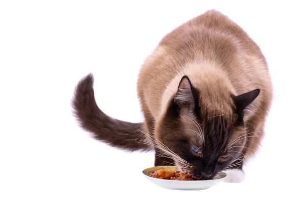 Портрет коричневого снегоступа Сиамская кошка ест пищу из миски, изолированные на белом — стоковое фото