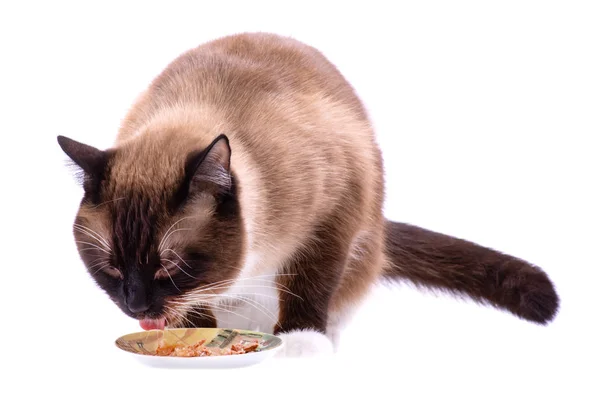 Porträtt brun snösko Siamesisk katt äta mat från skål, isolerad på vitt — Stockfoto