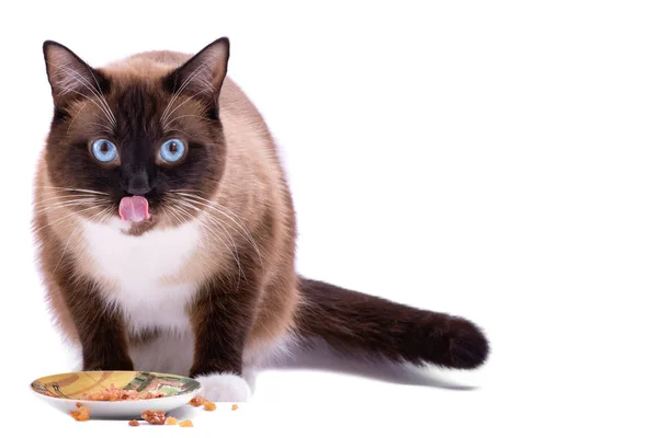 Portre kahverengi kar ayakkabısı Siyam kedi kase gıda yeme, beyaz izole