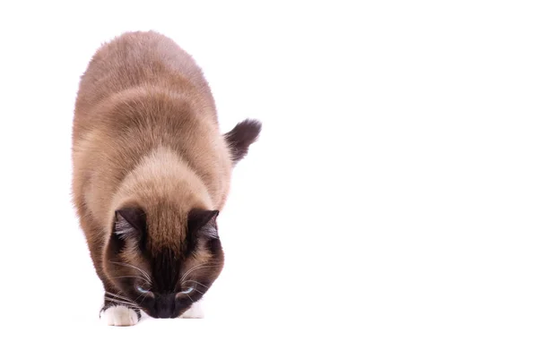 Porträt einer siamesischen Katze mit braunen Schneeschuhen, die auf dem Boden läuft und riecht. isoliert auf weiß — Stockfoto