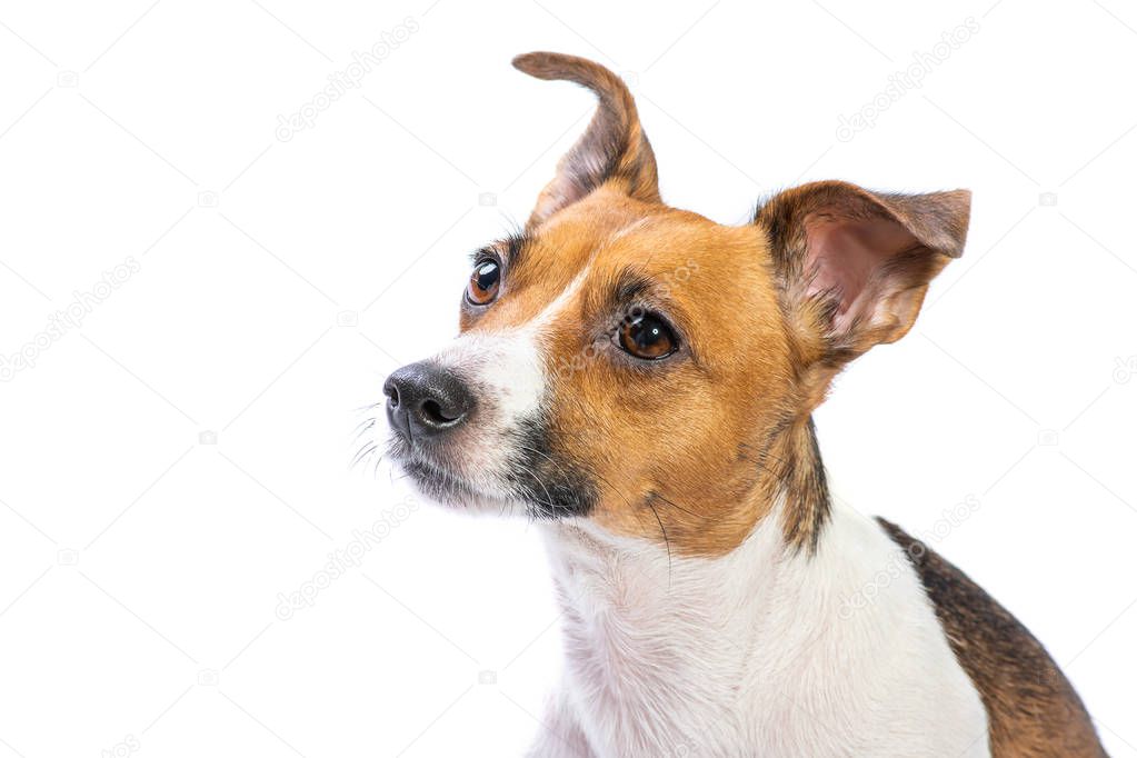 Closeup Portrait Jack Russell Terrier, standing in front, isolat