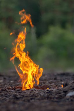 Yangın. yanan toprak ateşi. Bulanık bir orman arka planında kırmızı yangın. Yanma