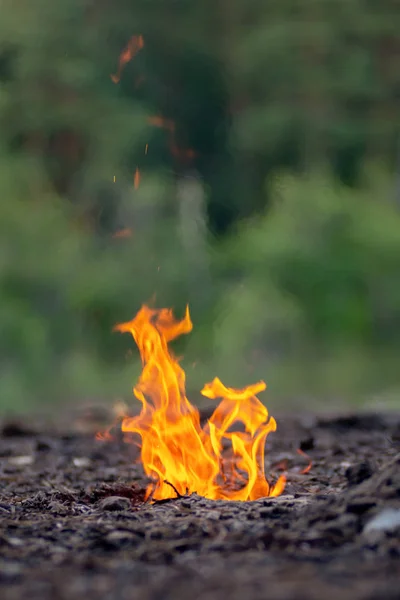 Fire. burning flame of earth. Red fire on a blurred forest backg