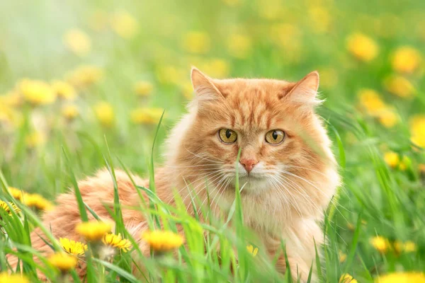 portre kırmızı kürk kedi yeşil yaz çimenlerinde sarı çiçekler arka planda