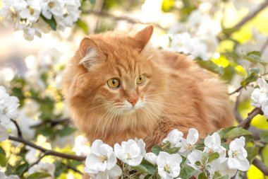 Yakından portre portresi turuncu kürk kedi, sarı gözler ve elma ağacı beyaz çiçek arka planı