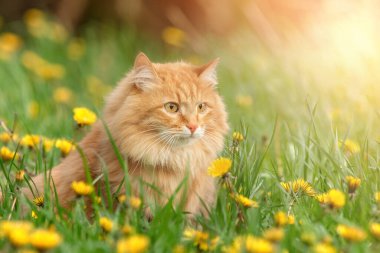 portre kırmızı kürk kedi yeşil yaz çimenlerinde sarı çiçekler arka planda