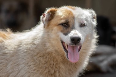 Kapalı portre. Evsiz, üzgün, açık havada terk edilmiş renkli bir köpek.