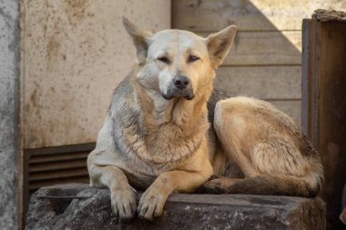 Kapalı portre, üzgün evsiz, terk edilmiş kahverengi köpek.