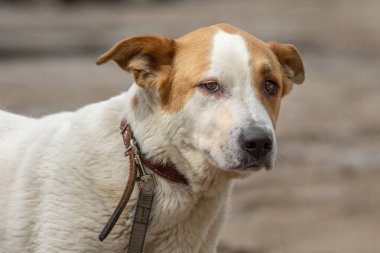 Kapalı portre. Evsiz, üzgün, açık havada terk edilmiş renkli bir köpek.