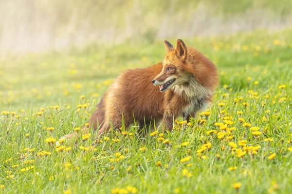 Außenporträt Von Rotem Fuchs Grünem Gras Und Gelben Blumen — Stockfoto