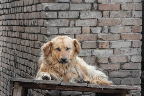 Primer Plano Retrato Triste Sin Hogar Abandonado Marrón Perro Aire — Foto de Stock