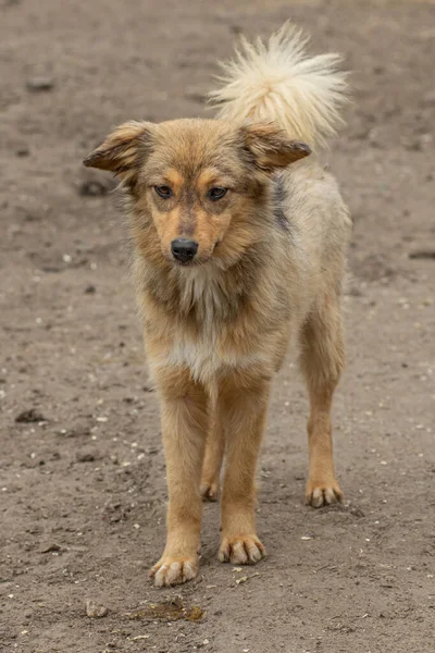 Nahaufnahme Porträt Traurige Obdachlose Ausgesetzt Braunen Hund Freien — Stockfoto