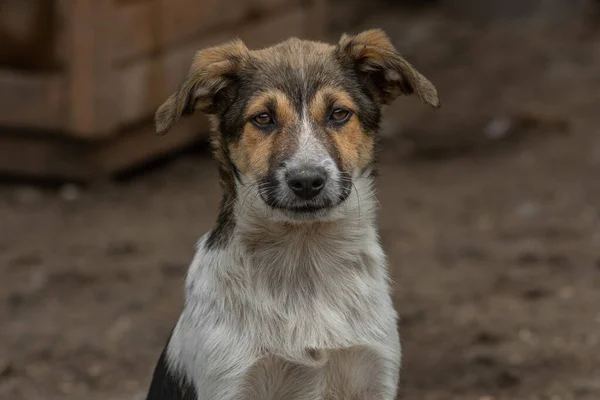 Kapalı portre. Evsiz, üzgün, açık havada terk edilmiş renkli bir köpek.