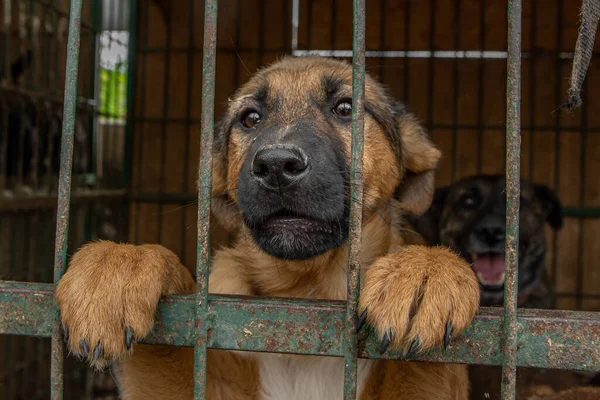 closeup portrait sad dog puppy locked in the metal cage. concept of homeless dog