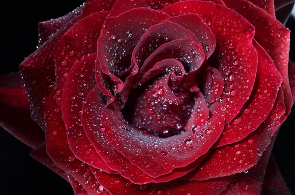 Butiful Rosa Roja Con Gotas Agua Primer Plano — Foto de Stock