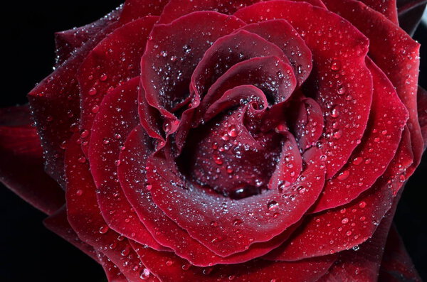 Butiful red rose with water drops closeup